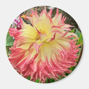 Rosa und Gelb-Dahlia-Magnet Magnet