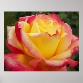 Rosa und Gelb Rose Fotografisch Poster