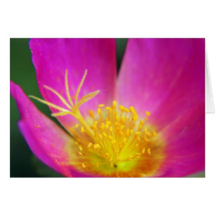 Rosa und gelbe Blume