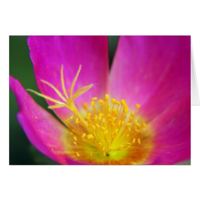 Rosa und gelbe Blume (Vorderseite (Horizontal))