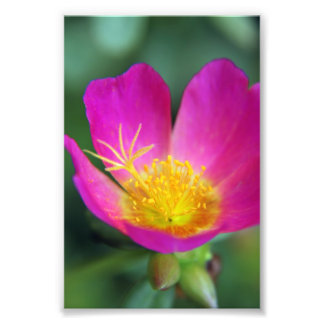 Rosa und gelbe Blume Fotodruck
