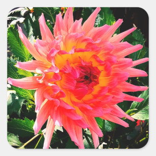 Rosa und gelbe Blume Quadratischer Aufkleber
