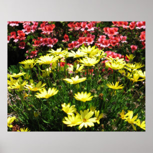 Rosa und gelbe Blumen Poster
