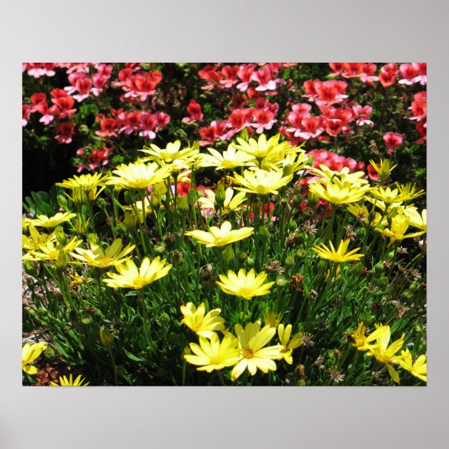 Rosa und gelbe Blumen Poster (Vorne)