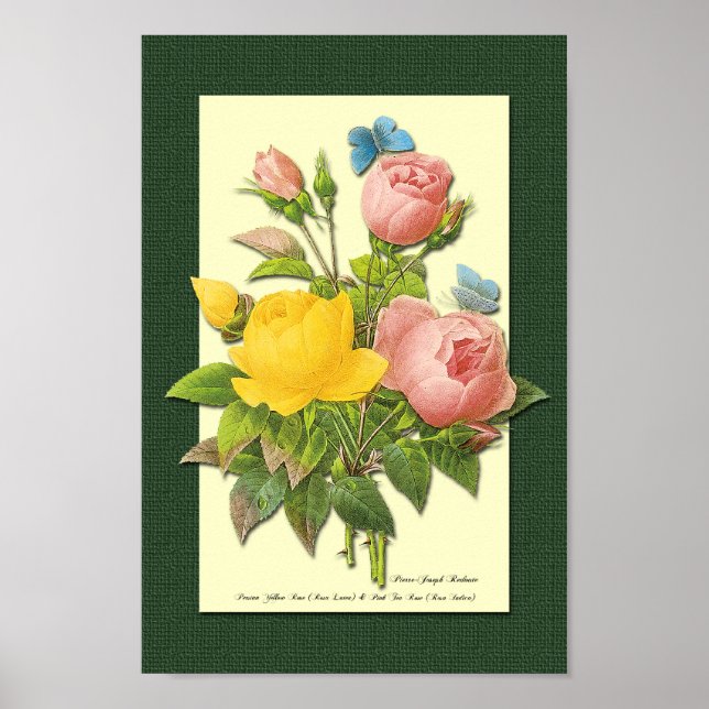 Rosa und gelbe botanische Rose auf grünem Poster (Vorne)