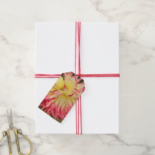 Rosa und Gelbe Dahlia Geschenkanhänger (Mit Garn)