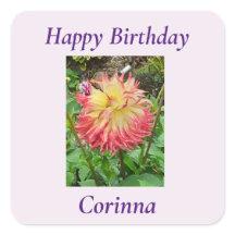 Rosa und Gelbe Dahlia