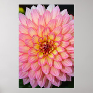 Rosa und gelbe Dahlien Blume-Plakat Poster