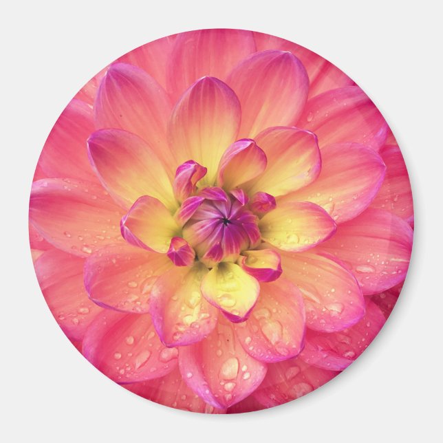 Rosa und gelbe Dahlische Blume Magnet (Vorne)