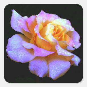 Rosa und gelbe Krawatte Getötete Rose Quadratischer Aufkleber
