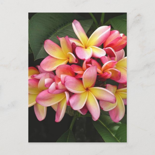 Rosa und gelbe Plumeria Tropische Blume Postkarte (Vorderseite)