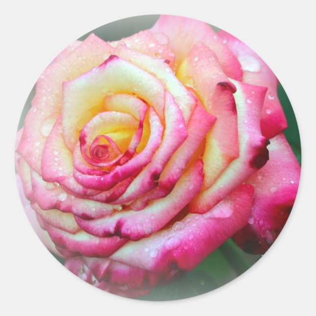Rosa und Gelbe Rose Runder Aufkleber (Vorderseite)