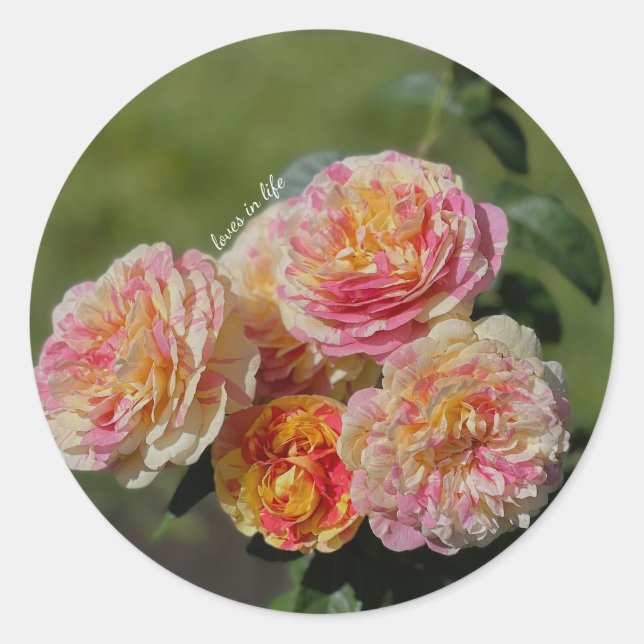 Rosa und Gelbe Rosen Runder Aufkleber (Vorderseite)