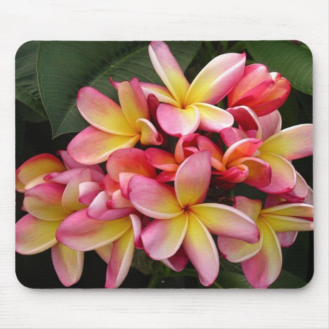 Rosa und gelbe tropische Plumeria-Blume Mousepad (Vorne)