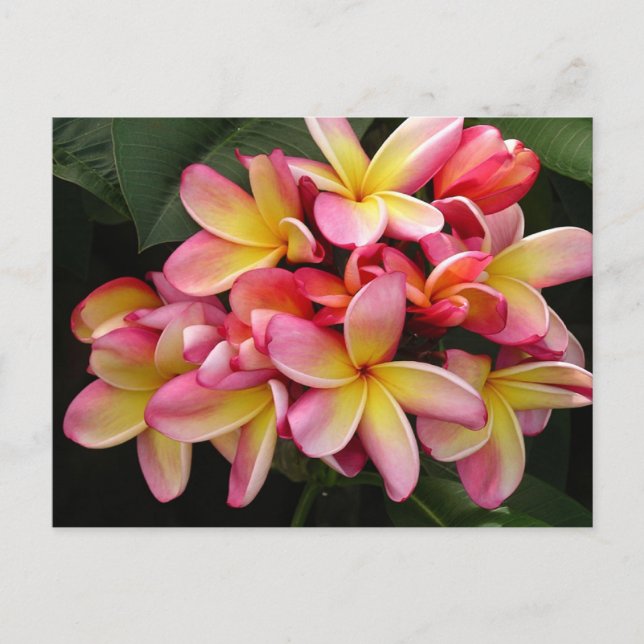 Rosa und gelbe tropische Plumeria-Blume Postkarte (Vorderseite)