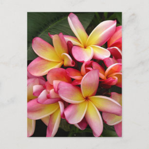 Rosa und gelbe tropische Plumeria-Blume Postkarte