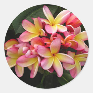 Rosa und gelbe tropische Plumeria-Blume Runder Aufkleber