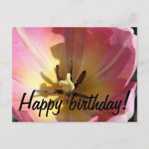 Rosa und gelbe Tulpe Postkarte