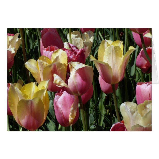 Rosa und gelbe Tulpen (Vorderseite (Horizontal))