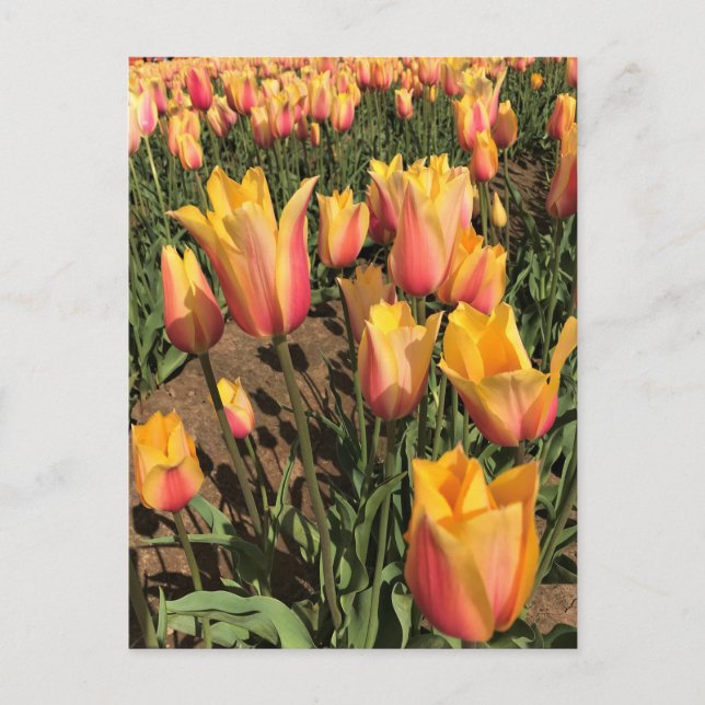Rosa und gelbe Tulpen Postkarte (Vorderseite)