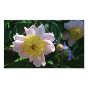 Rosa und gelbe Zinnen Schöne Blüten Fotodruck