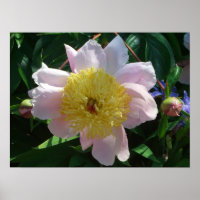 Rosa und gelbe Zinnen Schöne Blüten