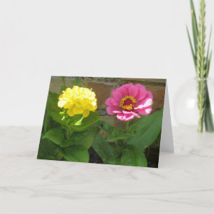 Rosa und gelbe Zinnia-Grußkarte Karte