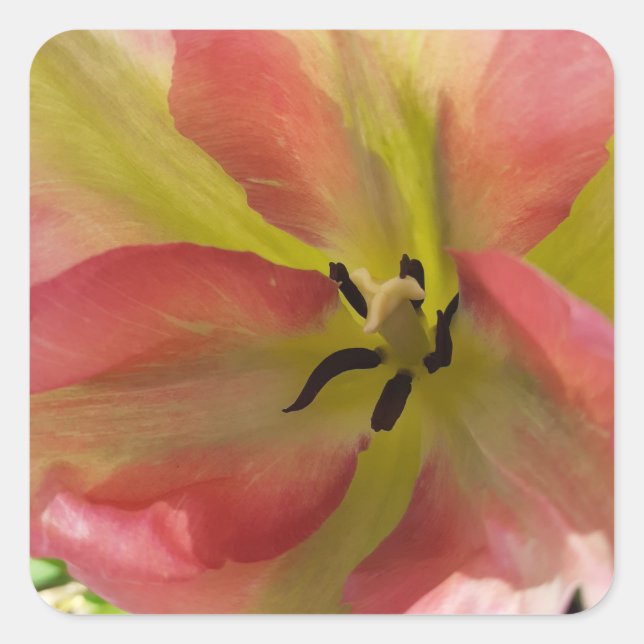 Rosa und Gelbfärbung Quadratischer Aufkleber (Vorderseite)