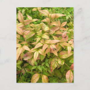 Rosa und grüne Nandina-Blätter Postkarte
