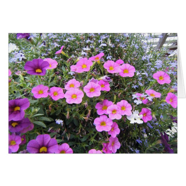 "Rosa und Lila" (Vorderseite (Horizontal))