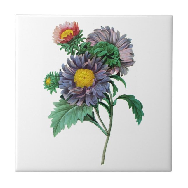 Rosa und Lila Aster von Pierre-Joseph Redouté Fliese (Vorderseite)