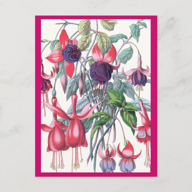 Rosa und Lila Blume, die Fuchsien beeinflussen Postkarte (Vorderseite)