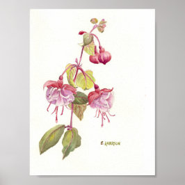 Rosa und lila Fuschia-Wasserfarbe Poster