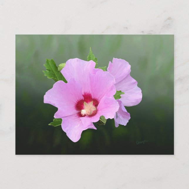 Rosa und Lila Hollyhock-Blume Postkarte (Vorderseite)