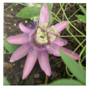 Rosa und Lila Passionsblumen-Fliese Fliese