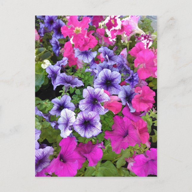 Rosa und Lila Petunia Blossom Postkarte (Vorderseite)