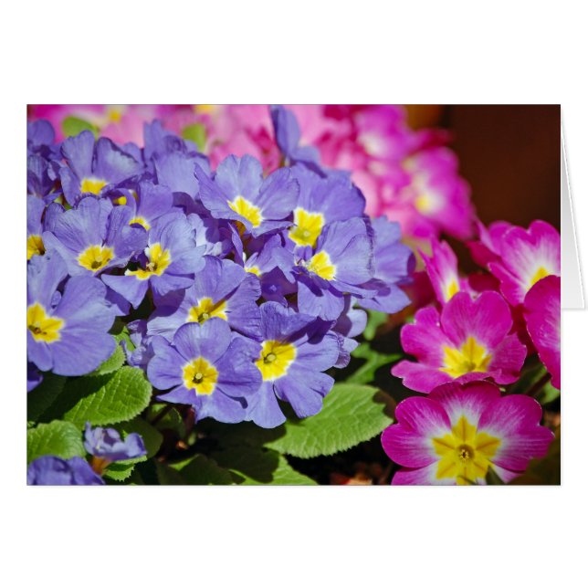 Rosa und lila Primaten (Vorderseite (Horizontal))
