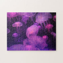 Rosa und Lila Quallen