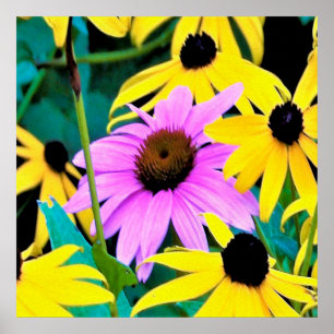 Rosa und lila Sonnenhut mit gelben Blumen Poster