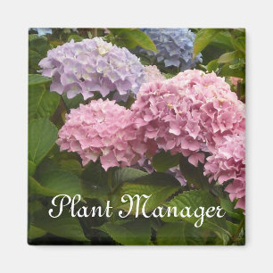 Rosa und Mauve Hortensien Magnet