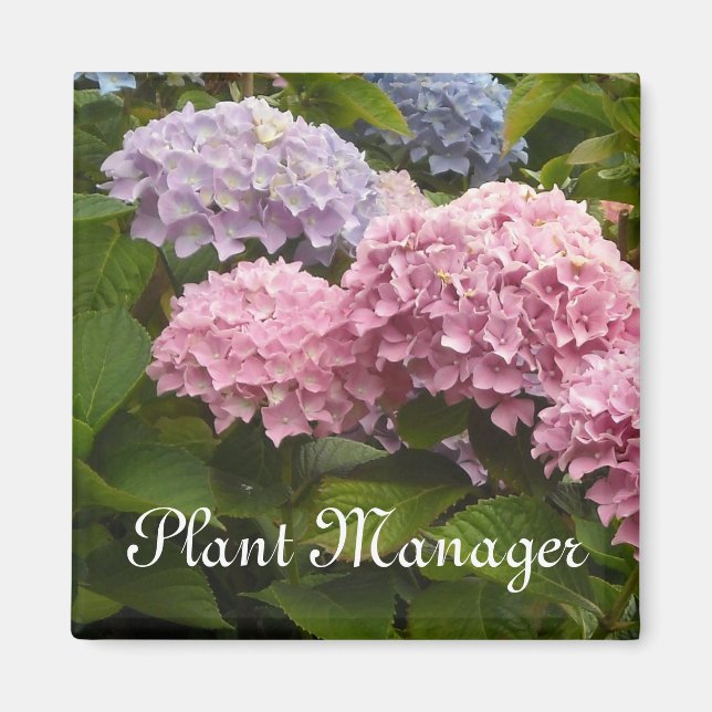 Rosa und Mauve Hydrangeas Magnet (Vorne)