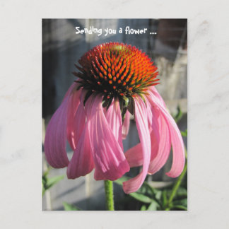 Rosa und orange Daisey Postkarte