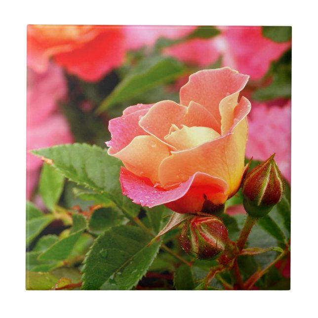 Rosa und orange Rose Fliese (Vorderseite)