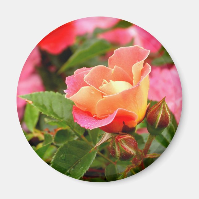 Rosa und orange Rose Magnet (Vorne)