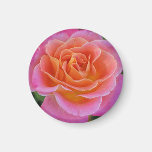 Rosa und orange Rose Magnet