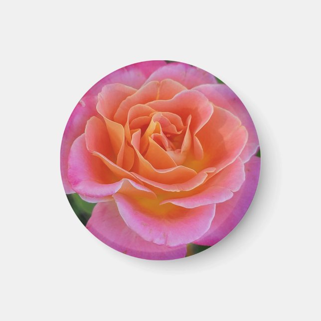 Rosa und orange Rose Magnet (Vorne)