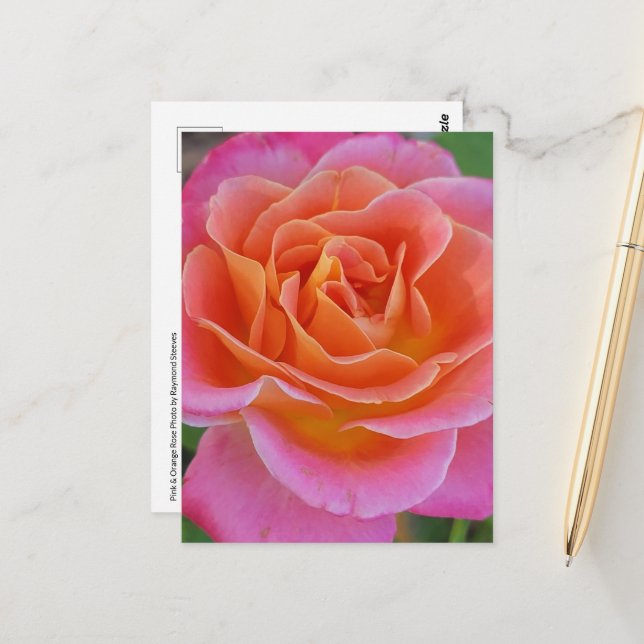 Rosa und orange Rose Postkarte (Vorderseite/Rückseite Beispiel)