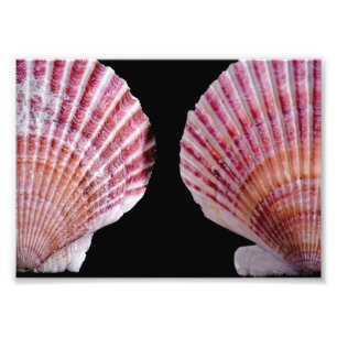 Rosa und orange Scallops Fotodruck