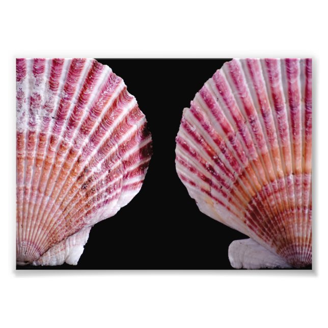 Rosa und orange Scallops Fotodruck (Vorne)