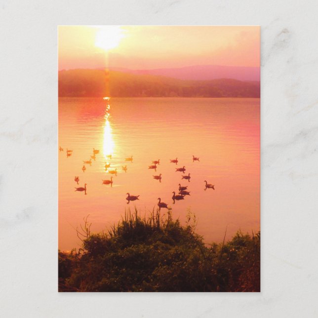 Rosa und pfirsichfarbene Seeufer Postkarte (Vorderseite)